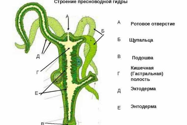 Блэк спрут где взять код аккаунта