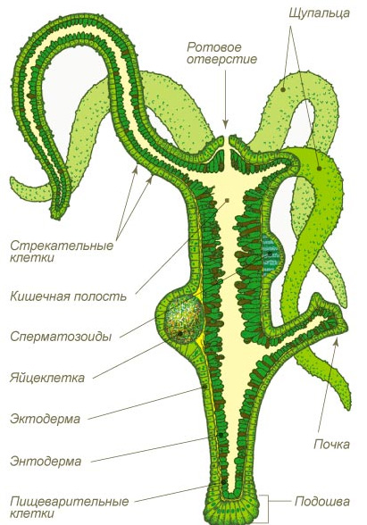 Рабочая blacksprut blacksprute com